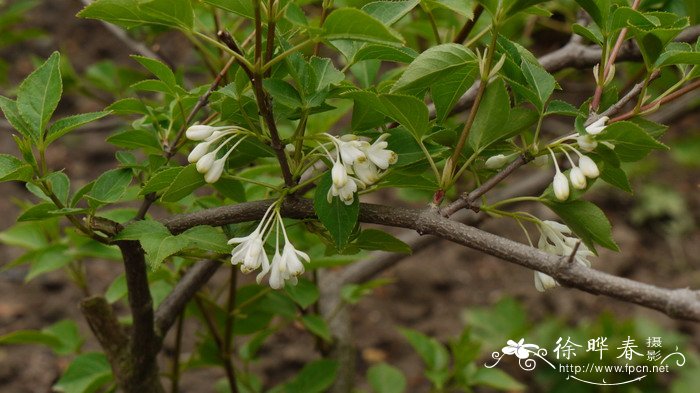 省沽油Staphylea bumalda