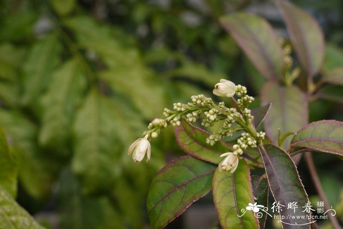台湾山香圆Turpinia formosana
