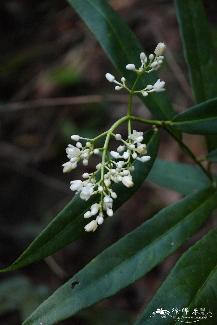 台湾山香圆Turpinia formosana 台湾山香圆Turpinia formosana