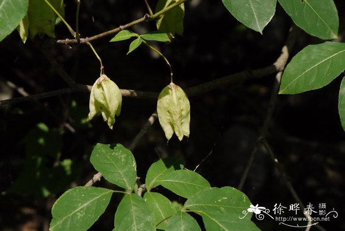 膀胱果Staphylea holocarpa 膀胱果Staphylea holocarpa