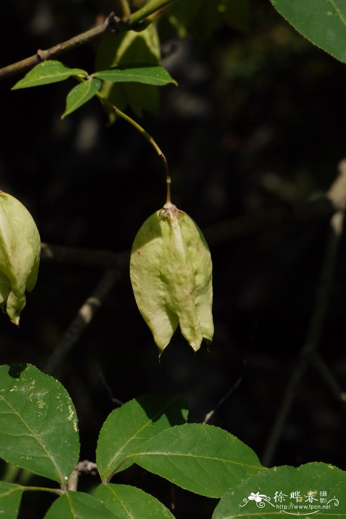膀胱果Staphylea holocarpa 膀胱果Staphylea holocarpa