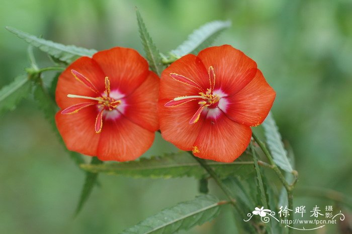 午时花Pentapetes phoenicea 午时花Pentapetes phoenicea