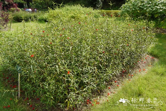 午时花Pentapetes phoenicea 午时花Pentapetes phoenicea