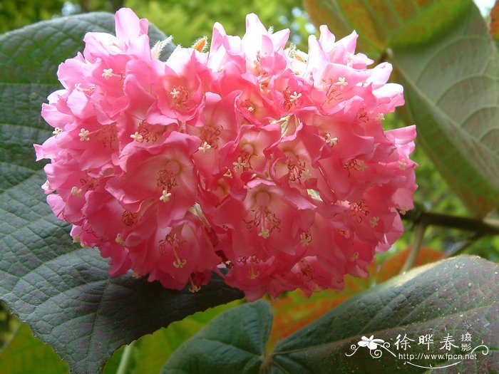 非洲芙蓉 Dombeya wallichii