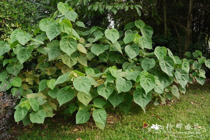 非洲芙蓉 Dombeya wallichii