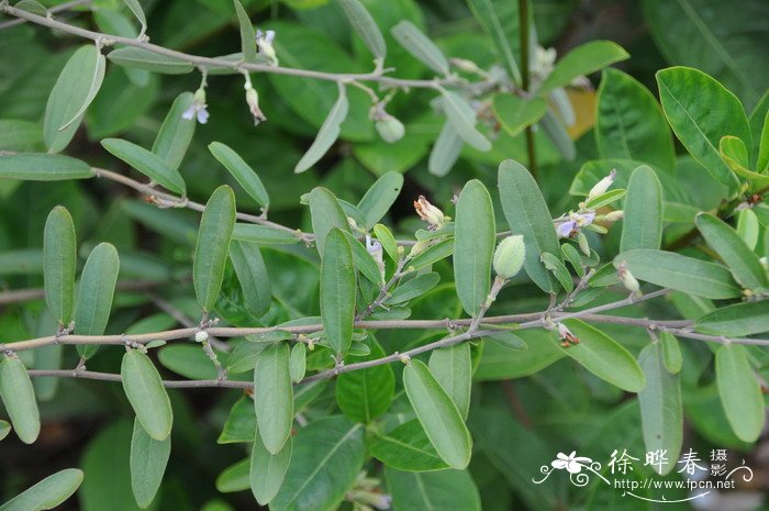 山芝麻Helicteres angustifolia 山芝麻Helicteres angustifolia