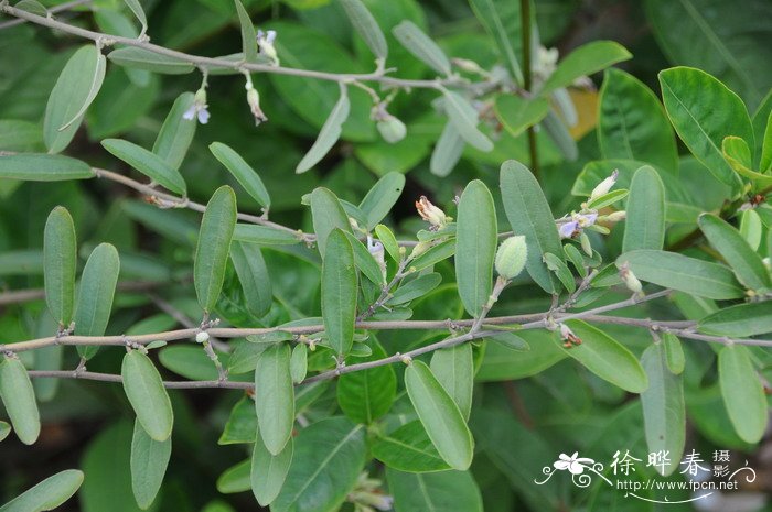 山芝麻Helicteres angustifolia