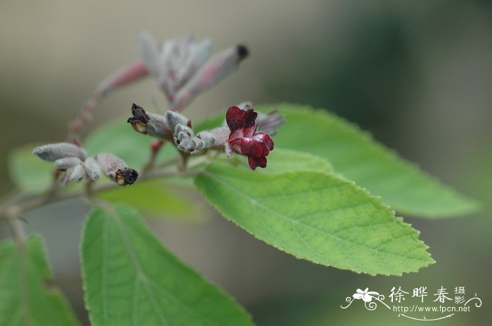 雁婆麻Helicteres hirsuta 雁婆麻Helicteres hirsuta