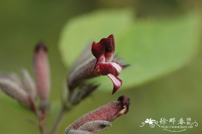 雁婆麻Helicteres hirsuta 雁婆麻Helicteres hirsuta