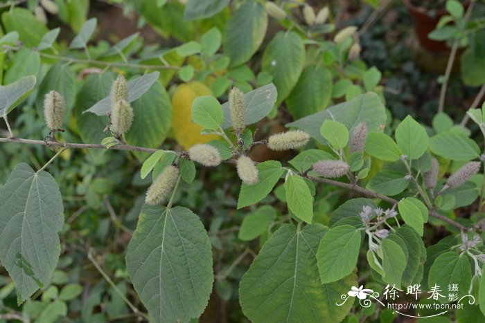 雁婆麻Helicteres hirsuta 雁婆麻Helicteres hirsuta