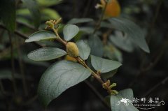 剑叶山芝麻Helicteres lanceolata