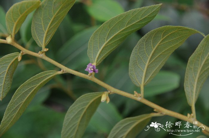 剑叶山芝麻Helicteres lanceolata 剑叶山芝麻Helicteres lanceolata