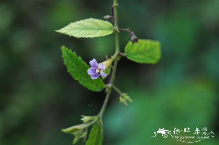矮山芝麻Helicteres plebeja 矮山芝麻Helicteres plebeja