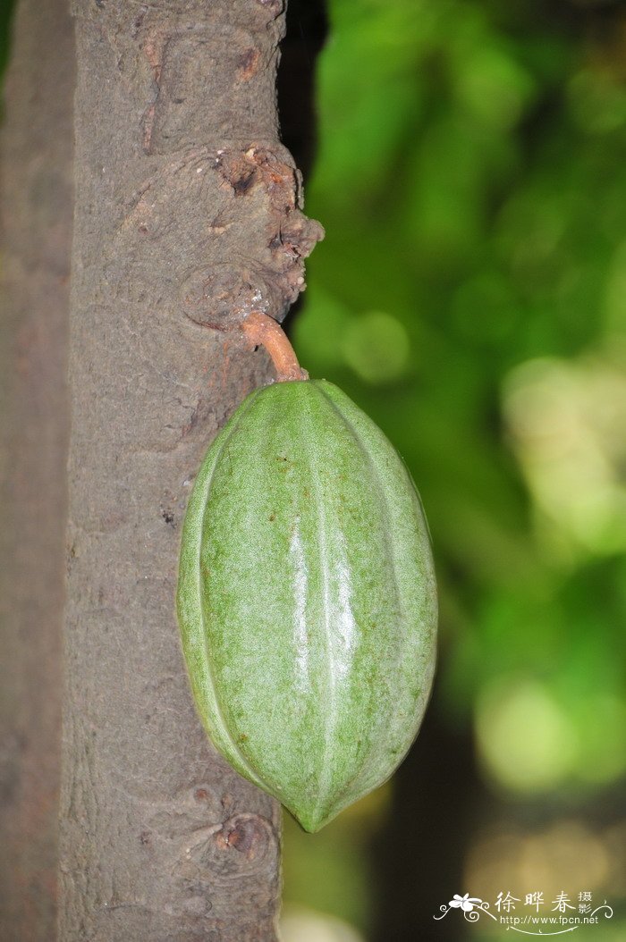 可可Theobroma cacao