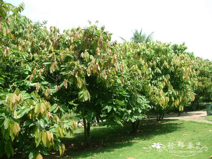 可可Theobroma cacao 可可Theobroma cacao