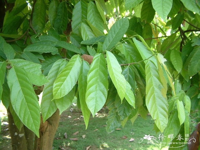 可可Theobroma cacao 可可Theobroma cacao
