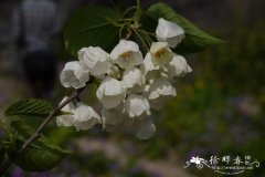 北美银钟花Halesia carolina