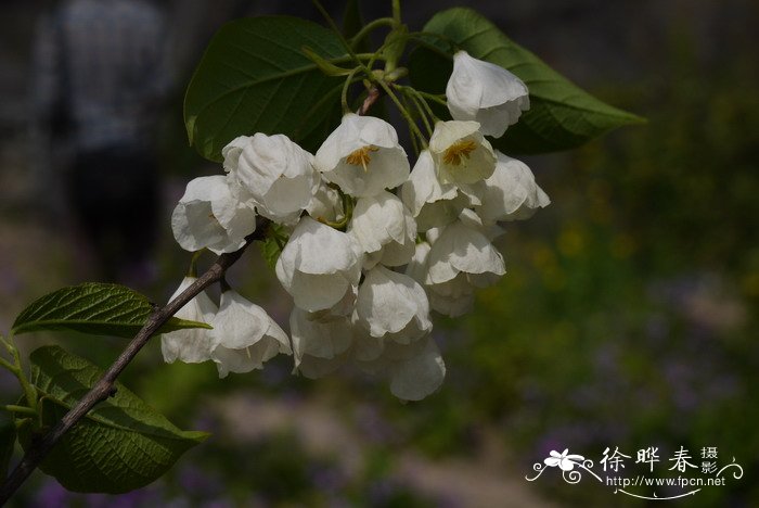 北美银钟花Halesia carolina 北美银钟花Halesia carolina