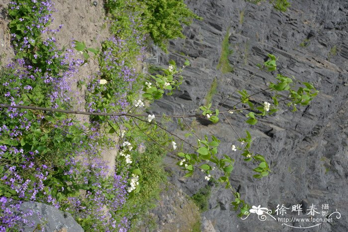 北美银钟花Halesia carolina 北美银钟花Halesia carolina