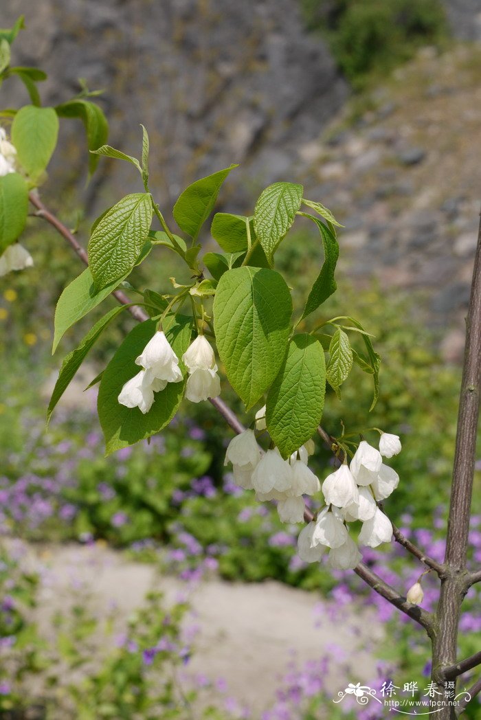 北美银钟花Halesia carolina 北美银钟花Halesia carolina