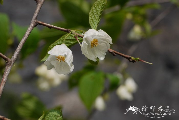 北美银钟花Halesia carolina 北美银钟花Halesia carolina