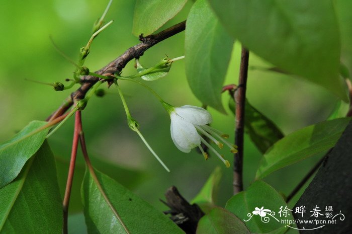 银钟花Halesia macgregorii