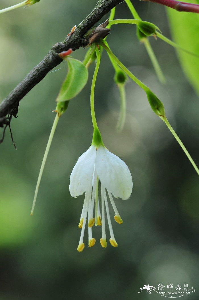 银钟花Halesia macgregorii