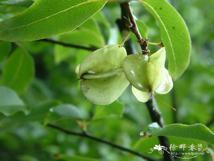 银钟花Halesia macgregorii