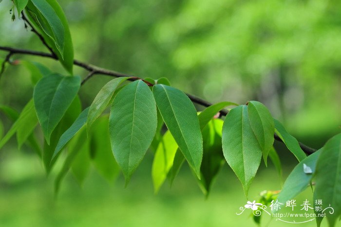 银钟花Halesia macgregorii