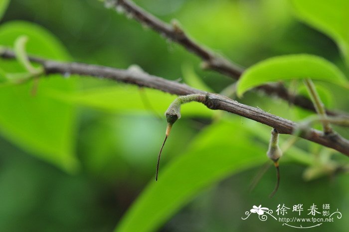 陀螺果Melliodendron xylocarpum 陀螺果Melliodendron xylocarpum