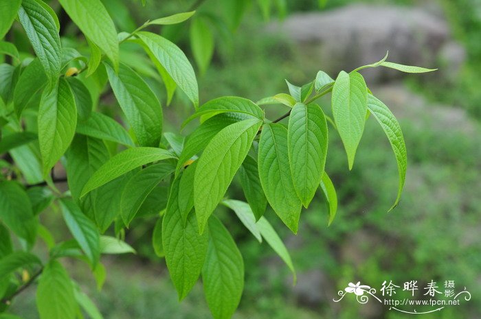 陀螺果Melliodendron xylocarpum 陀螺果Melliodendron xylocarpum