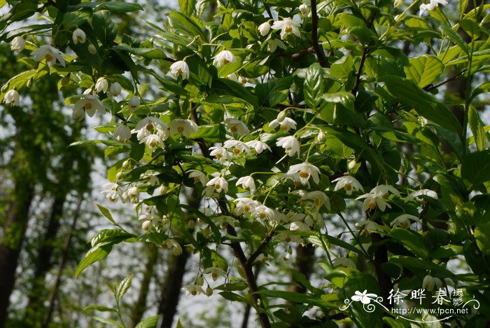 秤锤树Sinojackia xylocarpa 秤锤树Sinojackia xylocarpa