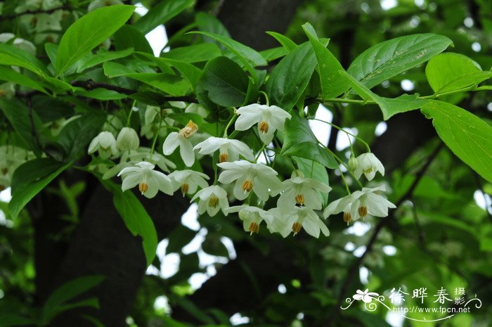 秤锤树Sinojackia xylocarpa 秤锤树Sinojackia xylocarpa