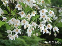 > 安息香科