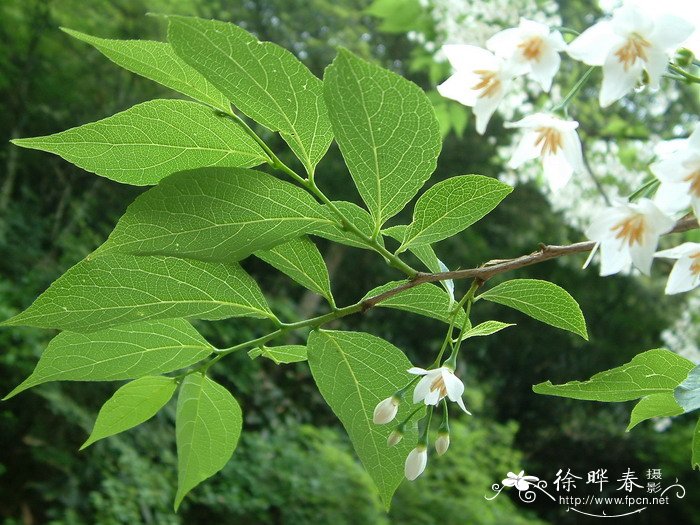 江西秤锤树Sinojackia rehderiana 江西秤锤树Sinojackia rehderiana
