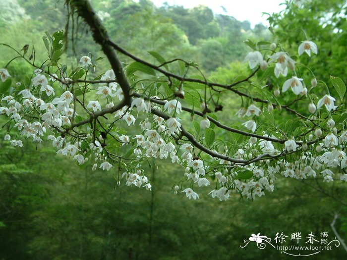 江西秤锤树Sinojackia rehderiana 江西秤锤树Sinojackia rehderiana