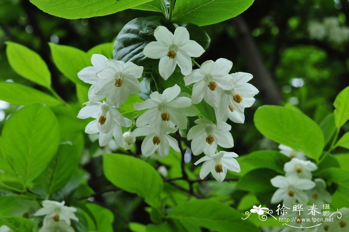秤锤树Sinojackia xylocarpa 秤锤树Sinojackia xylocarpa