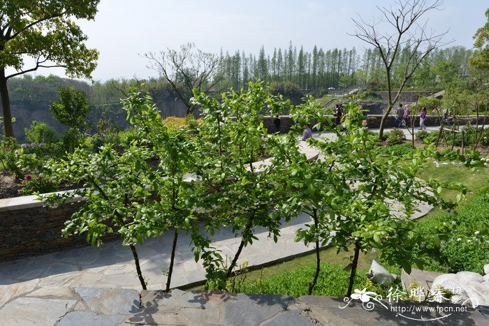 秤锤树Sinojackia xylocarpa 秤锤树Sinojackia xylocarpa
