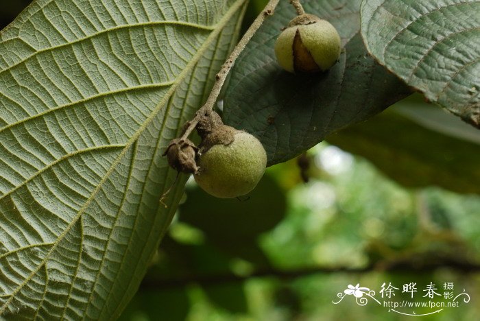 中华安息香Styrax chinensis 中华安息香Styrax chinensis