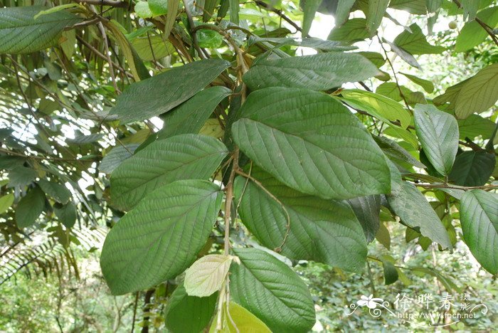 中华安息香Styrax chinensis 中华安息香Styrax chinensis