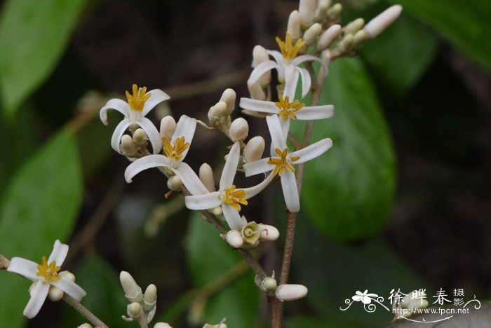 青山安息香Styrax tonkinensis