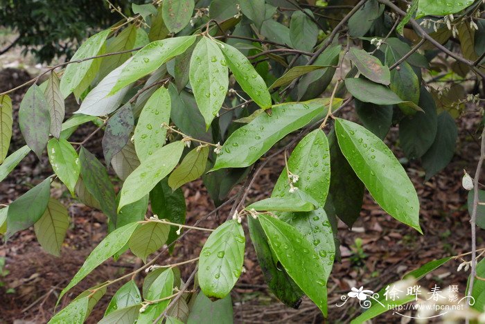 青山安息香Styrax tonkinensis 青山安息香Styrax tonkinensis