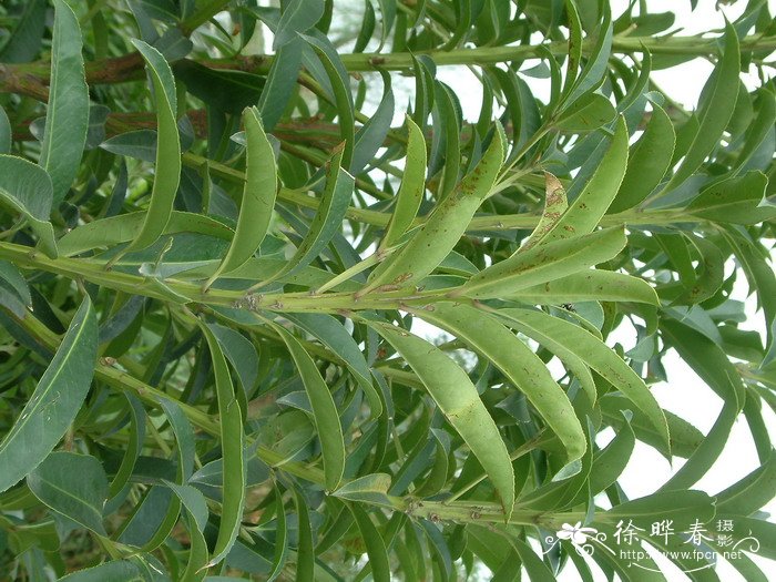 光亮山矾Symplocos lucida 光亮山矾Symplocos lucida