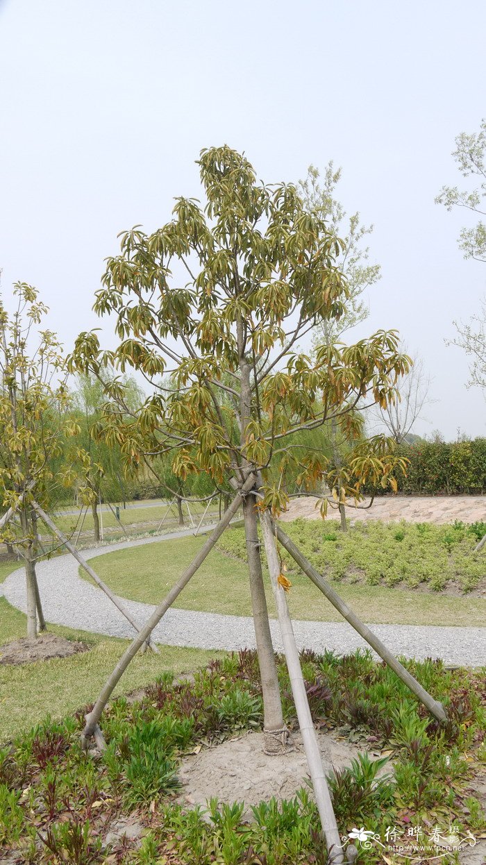 光亮山矾Symplocos lucida 光亮山矾Symplocos lucida