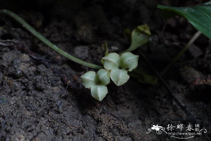 裂果薯Schizocapsa plantaginea 裂果薯Schizocapsa plantaginea