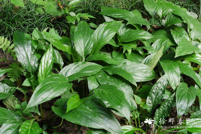 裂果薯Schizocapsa plantaginea 裂果薯Schizocapsa plantaginea