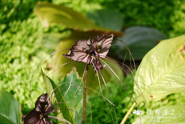 老虎须Tacca chantrieri 老虎须Tacca chantrieri