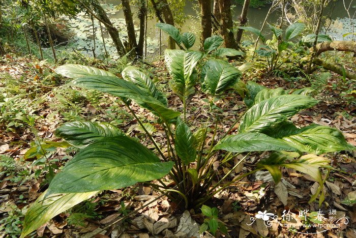 老虎须Tacca chantrieri 老虎须Tacca chantrieri
