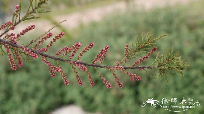四蕊非洲柽柳Tamarix africana ‘Tetrandra’ 四蕊非洲柽柳Tamarix africana ‘Tetrandra’