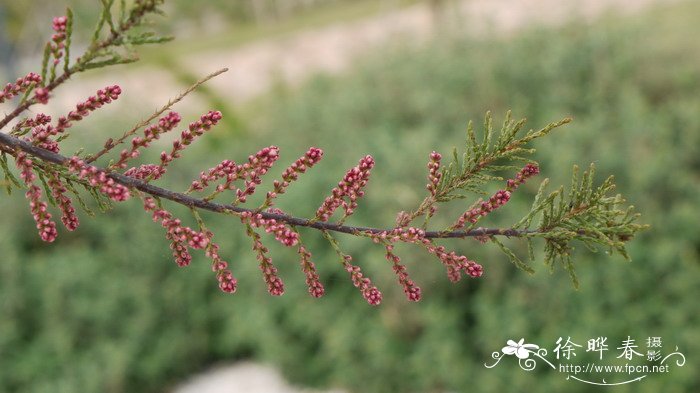 四蕊非洲柽柳Tamarix africana ‘Tetrandra’